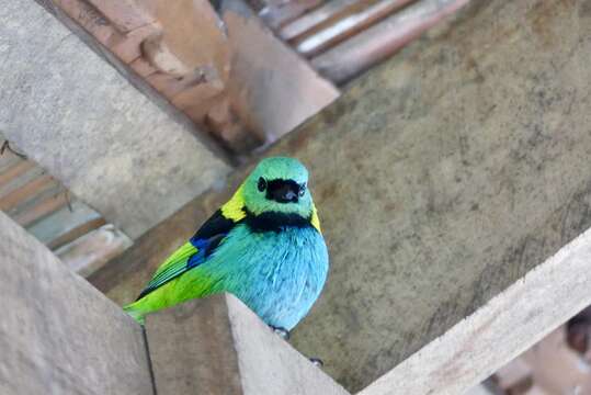 Image of Green-headed Tanager