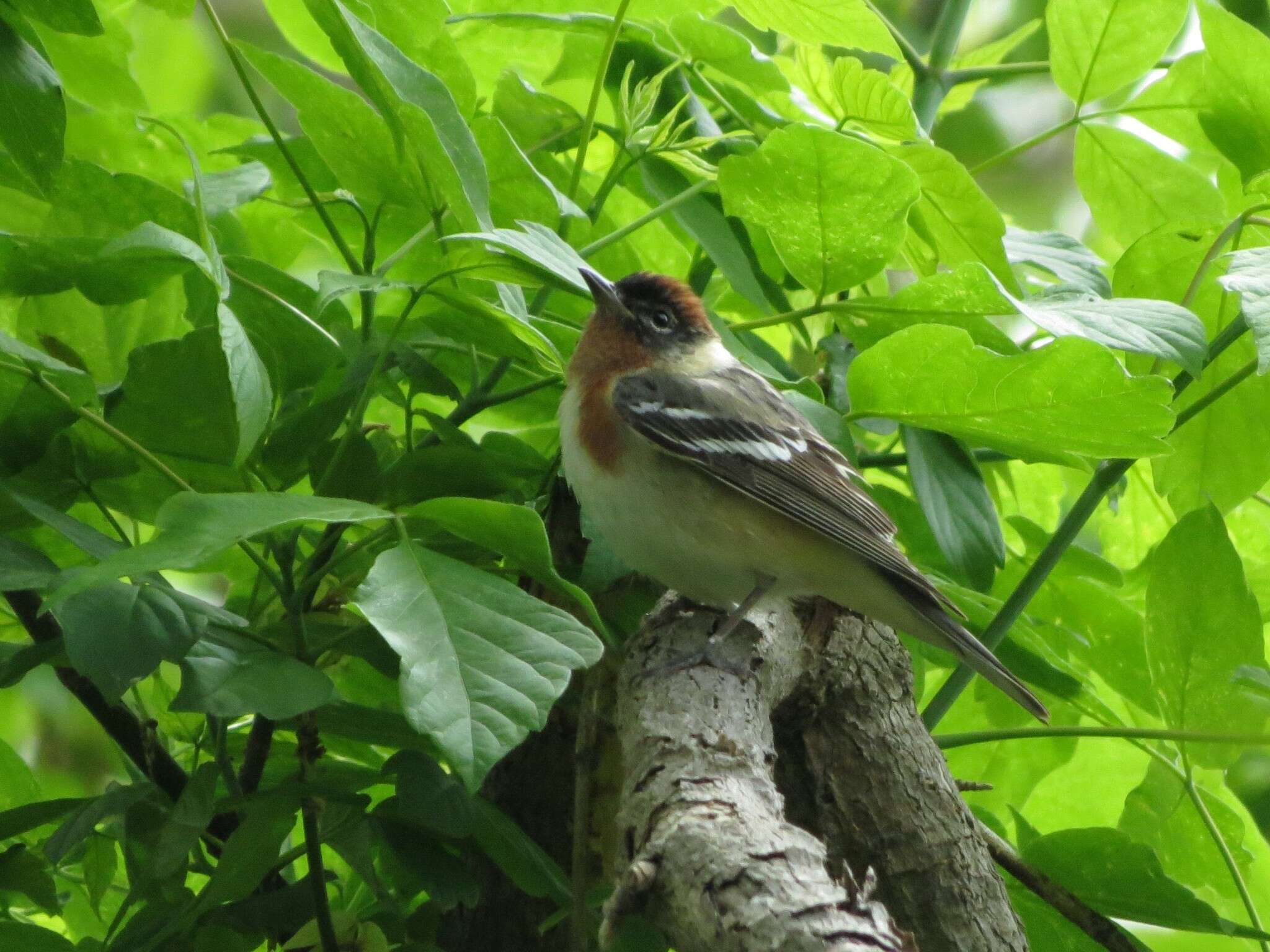 Image of Bay-breasted Warbler