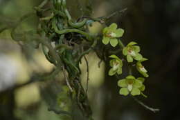 Image of Chiloschista segawae (Masam.) Masam. & Fukuy.