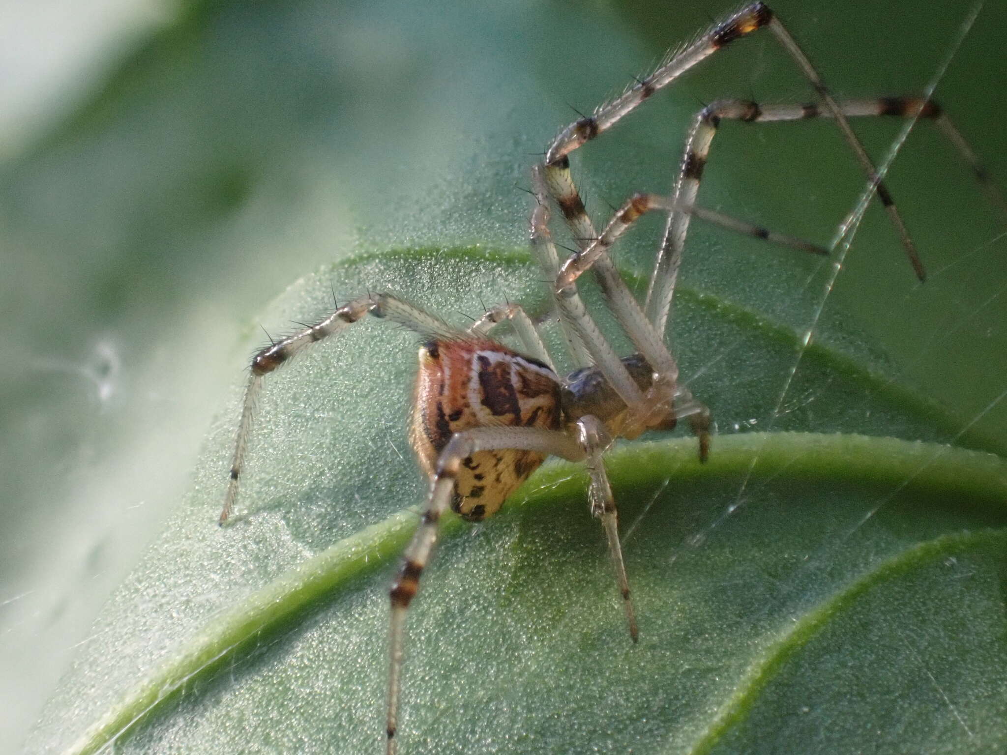 Image of Theridion pyramidale L. Koch 1867