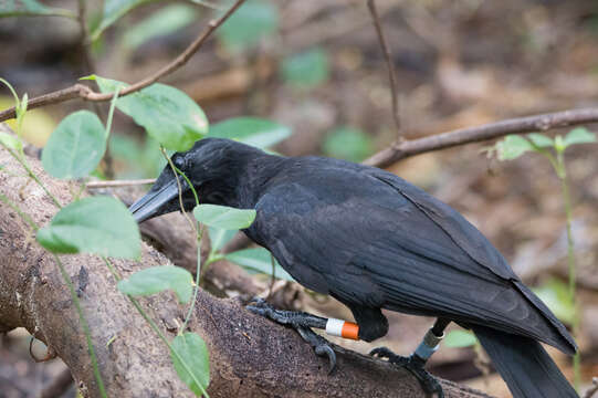 Image of Guam Crow