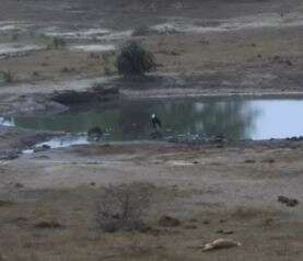 Image of African Woolly-necked Stork