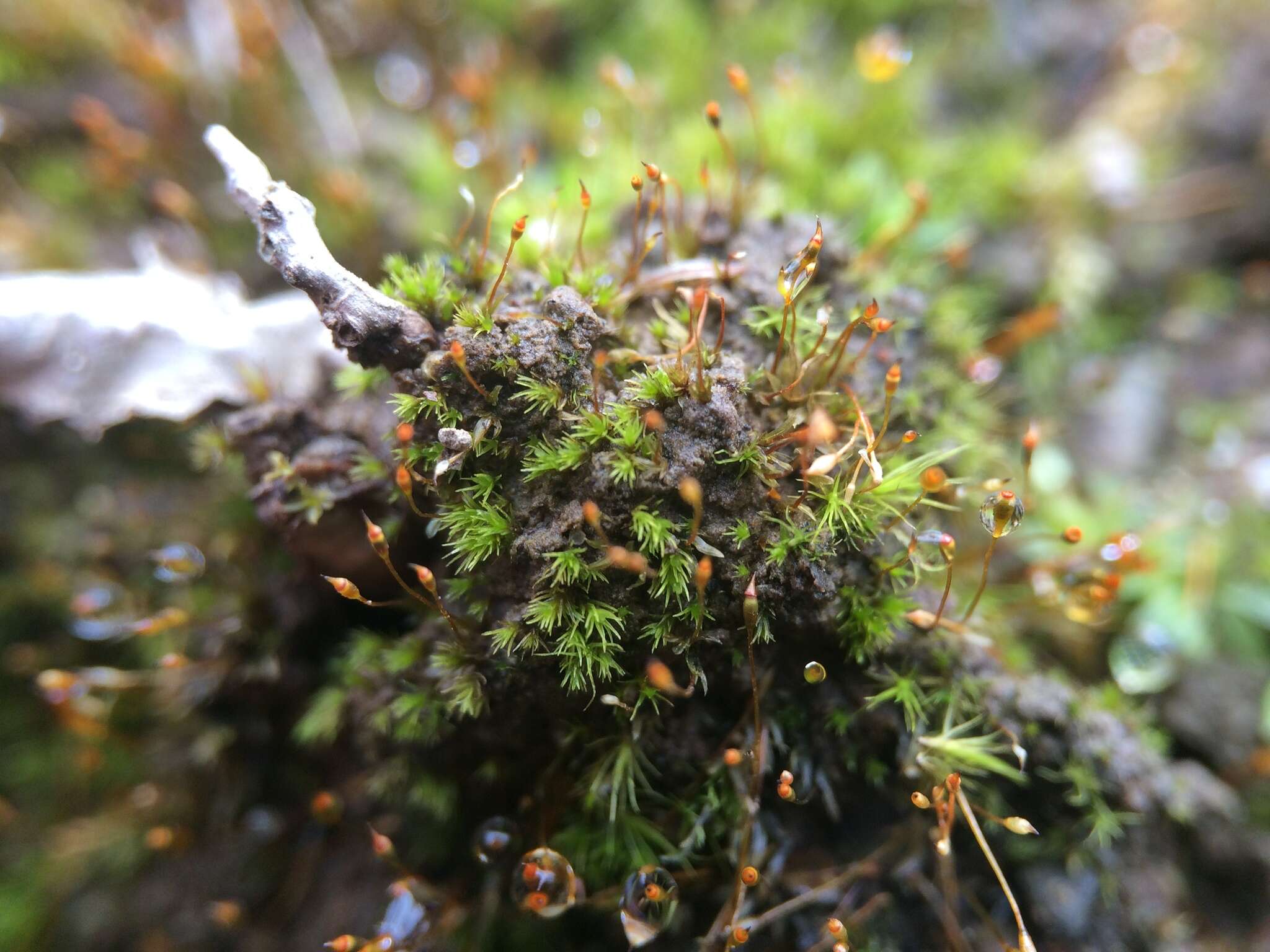 Image of fissidens moss