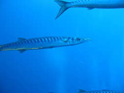 Image of Yellow Barracuda