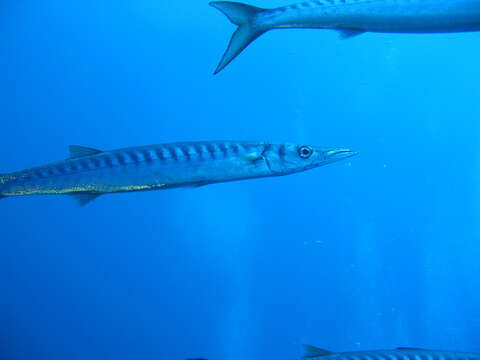 Image of Yellow Barracuda