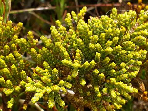 Image of Veronica tetragona subsp. subsimilis (Col.) Garn.-Jones