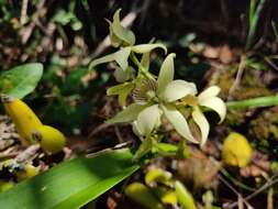 Image of Prosthechea fragrans (Sw.) W. E. Higgins