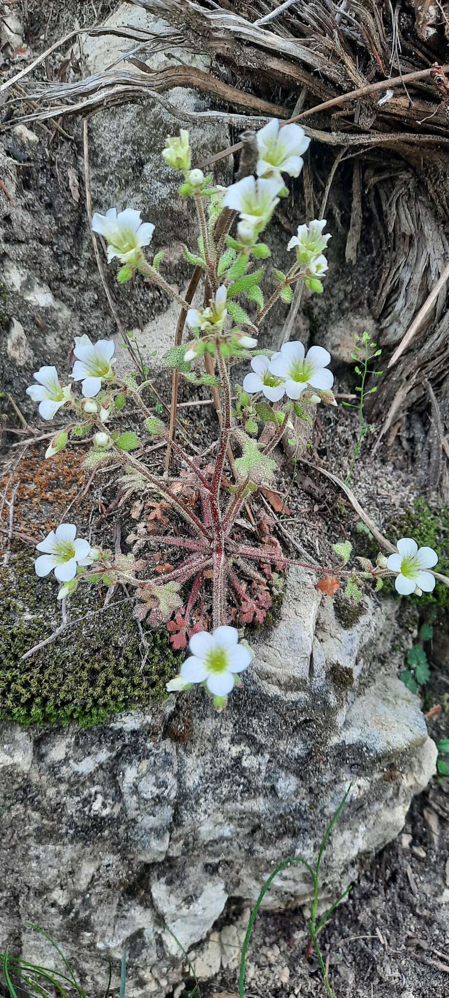 Imagem de Saxifraga latepetiolata Willk.