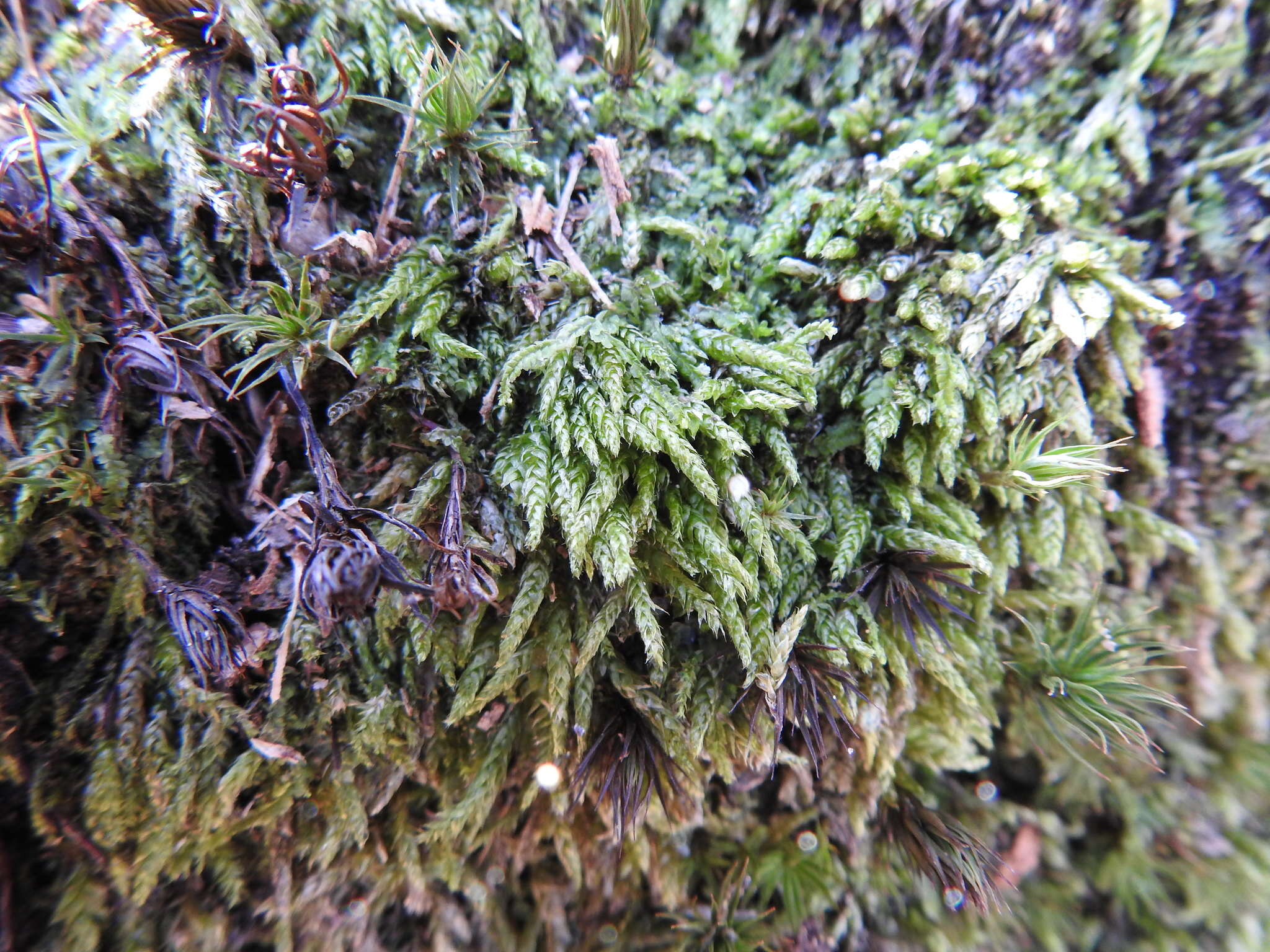 Image of plagiothecium moss