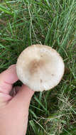 Image of Marasmius nigrodiscus (Peck) Halling 1983