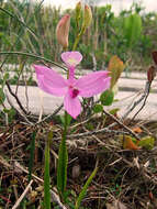 Calopogon tuberosus (L.) Britton, Sterns & Poggenb.的圖片