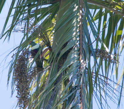 Image of White-bibbed Fruit Dove