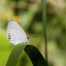 Image of Cupido argiades hellotia