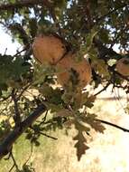 Image of California Gall Wasp