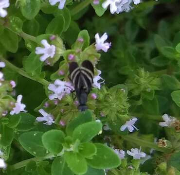 Image of Black Onion Fly