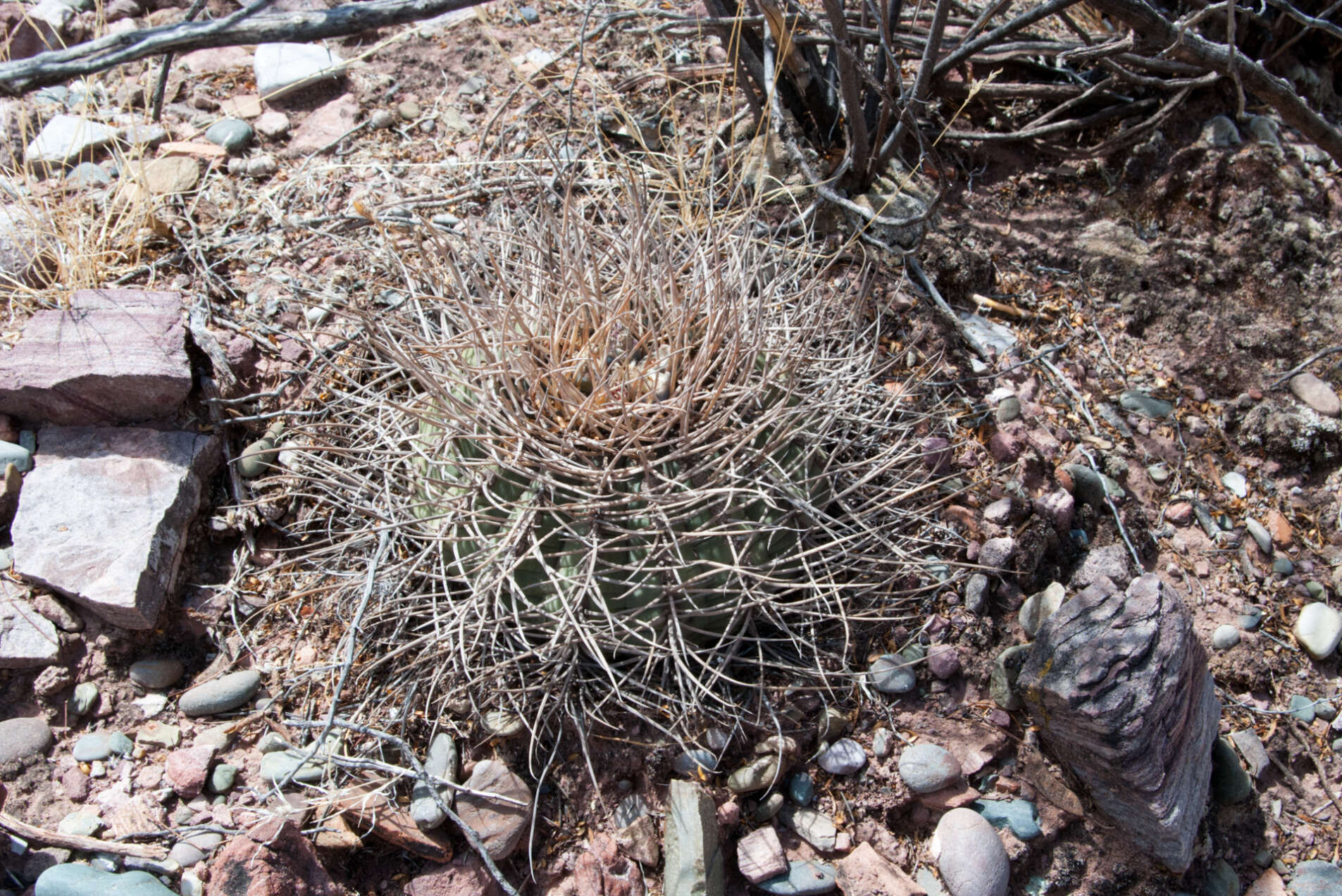 Image of Gymnocalycium spegazzinii subsp. cardenasianum (F. Ritter) R. Kiesling & Metzing