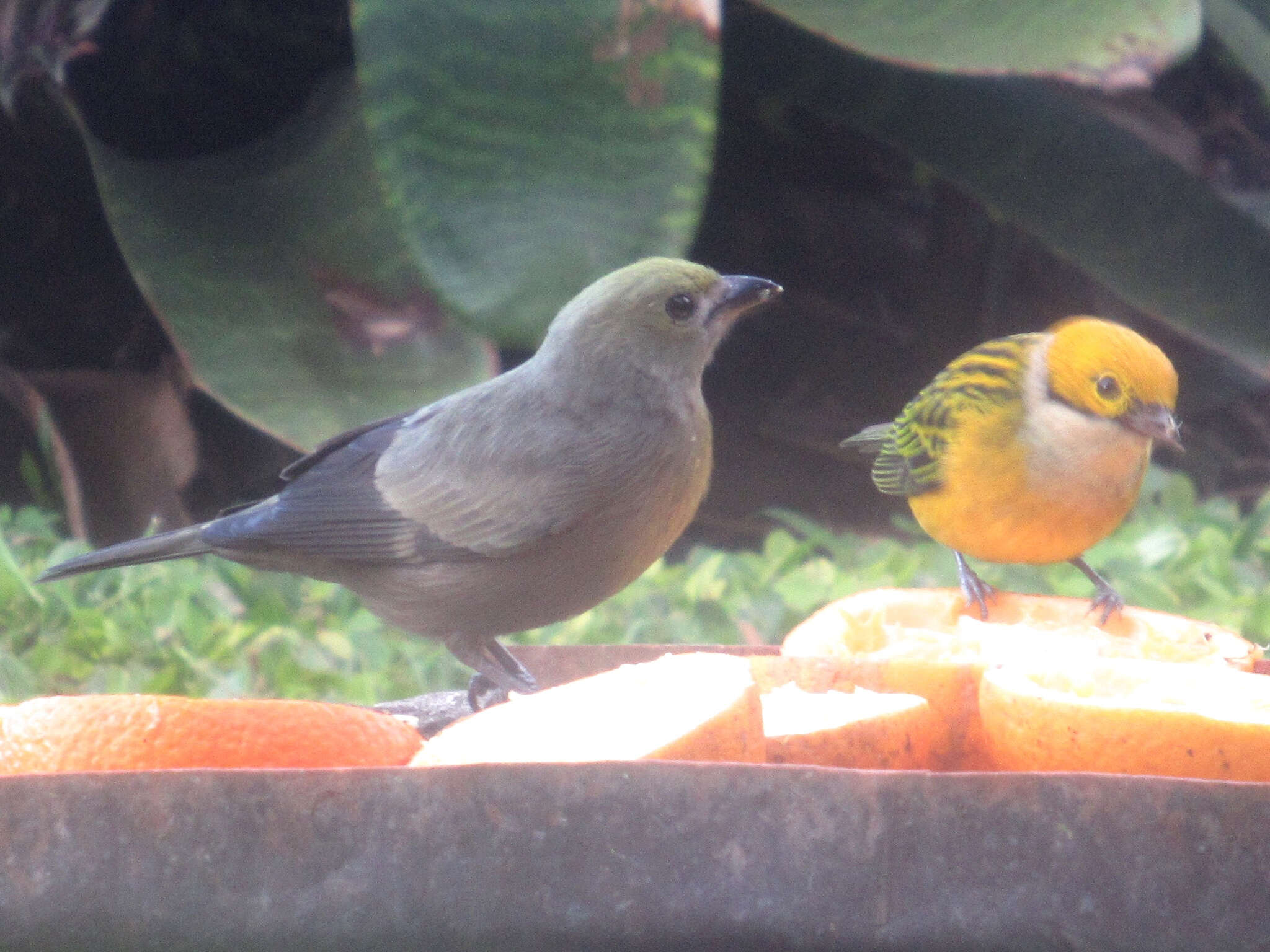 Image of Silver-throated Tanager