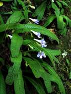 Plancia ëd Streptocarpus cyaneus subsp. cyaneus