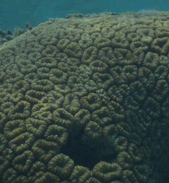 Image of Brain Root Coral