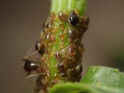 Слика од Brachycaudus (Prunaphis) cardui (Linnaeus 1758)