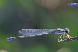 Image of Purple Bluet