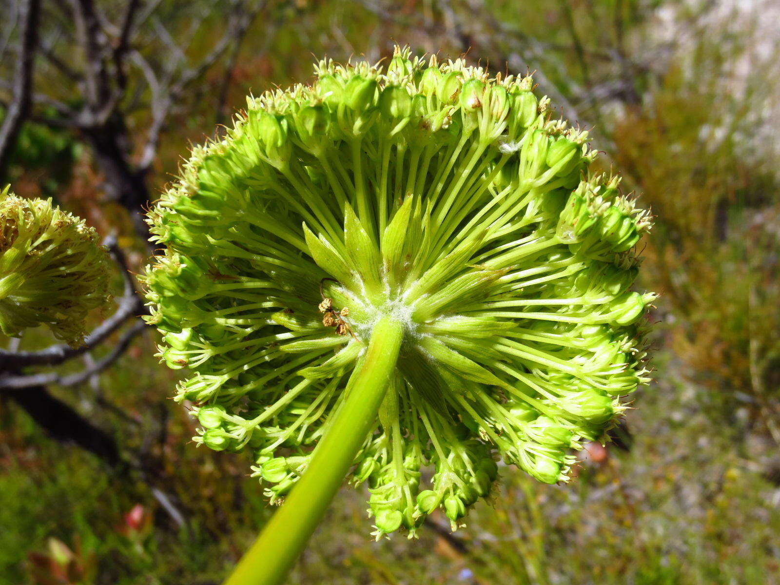 Image of Hermas villosa (L.) Thunb.