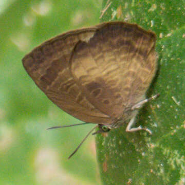 Plancia ëd Arhopala perimuta (Moore 1857)