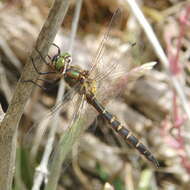 Image of Ranger Dragonfly