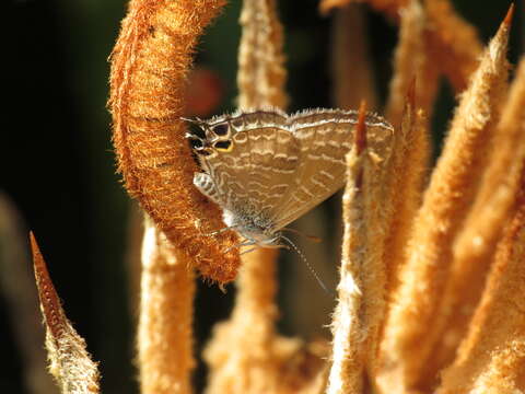 صورة Theclinesthes onycha (Hewitson 1865)