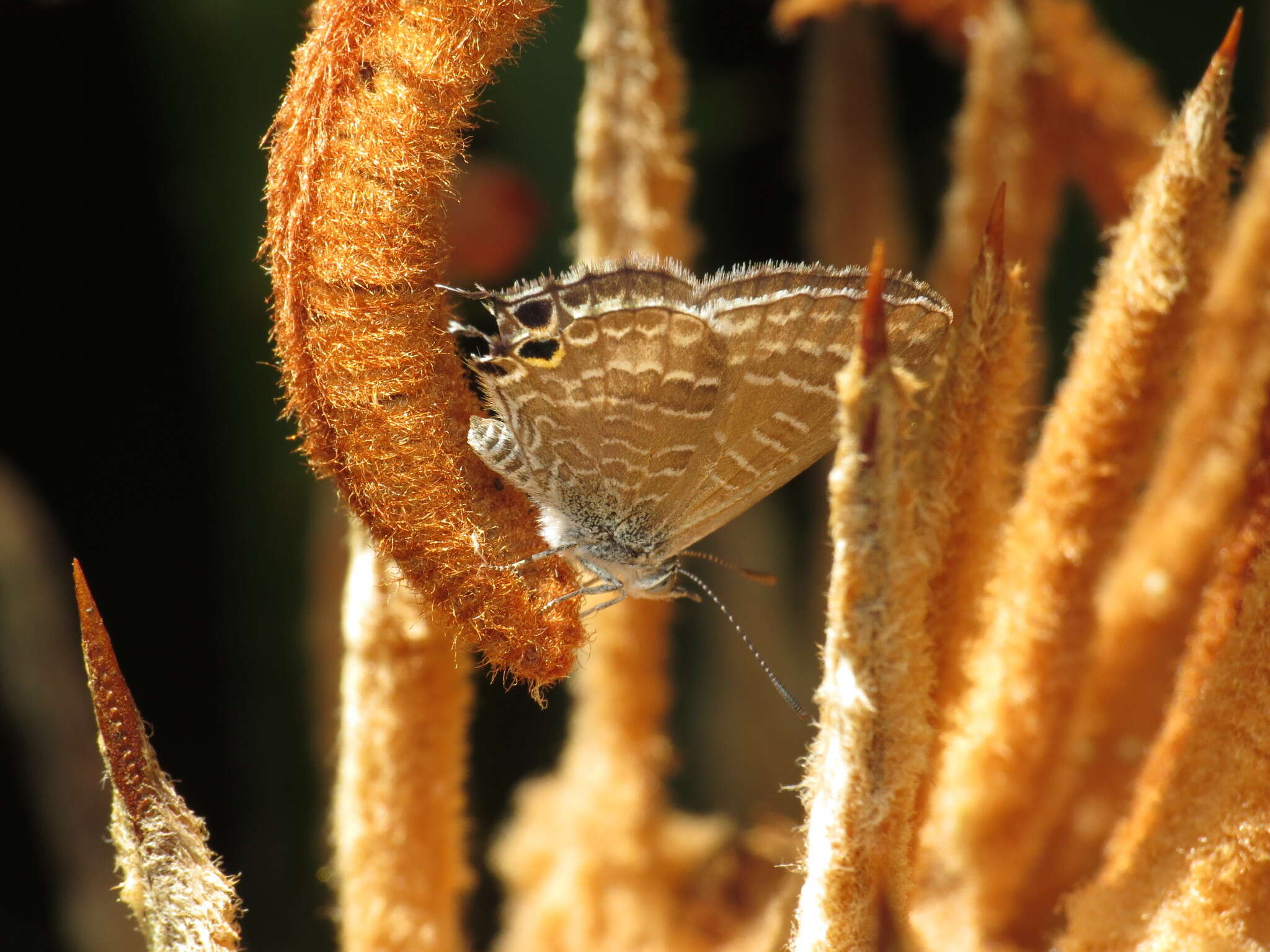 صورة Theclinesthes onycha (Hewitson 1865)