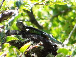 Image of Thin Tree Iguana