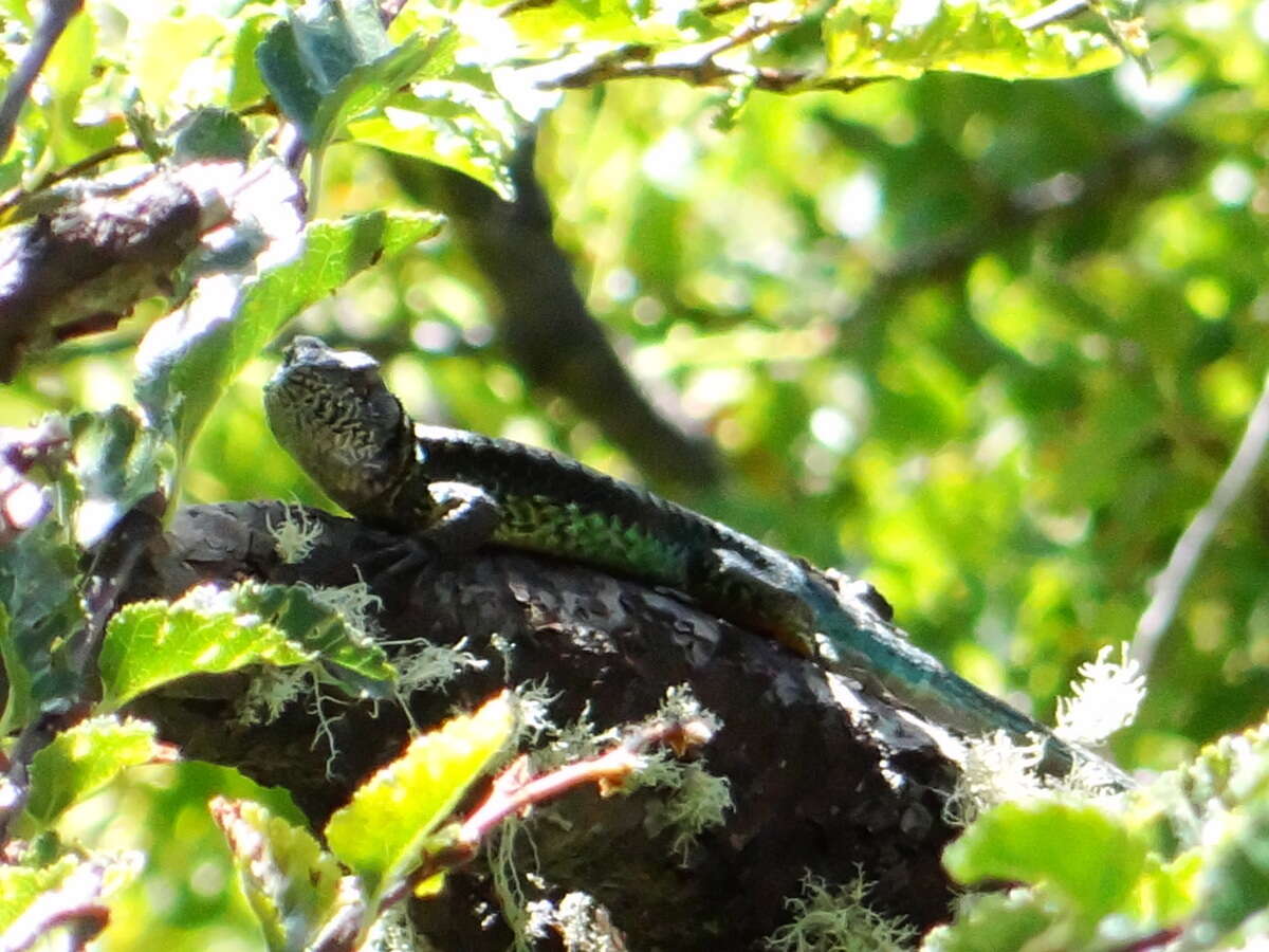 Image of Thin Tree Iguana