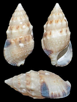 Image of Cerithium atromarginatum Dautzenberg & Bouge 1933