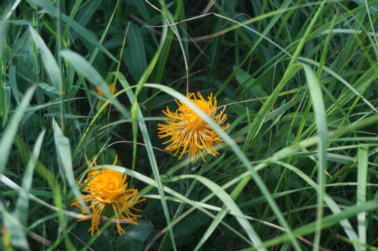 Слика од Hypochaeris ciliata (Thunb.) Makino