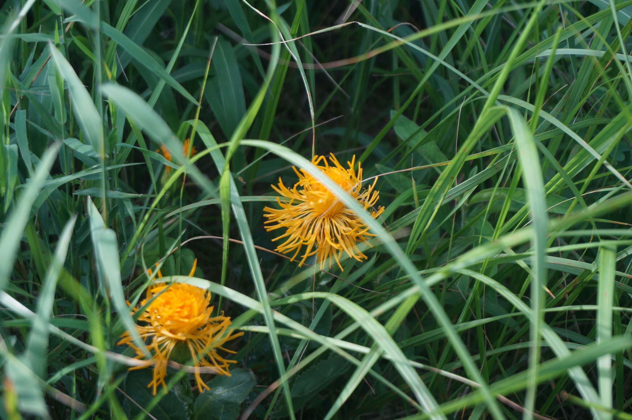 Image of Hypochaeris ciliata (Thunb.) Makino