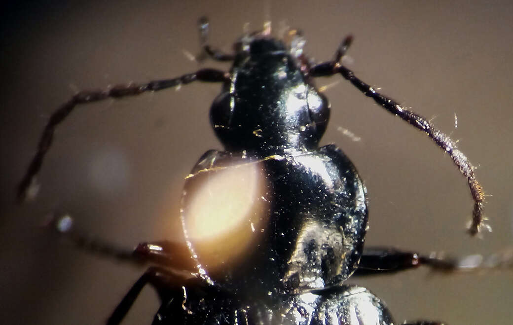 Agonum (Olisares) fidele Casey 1920的圖片