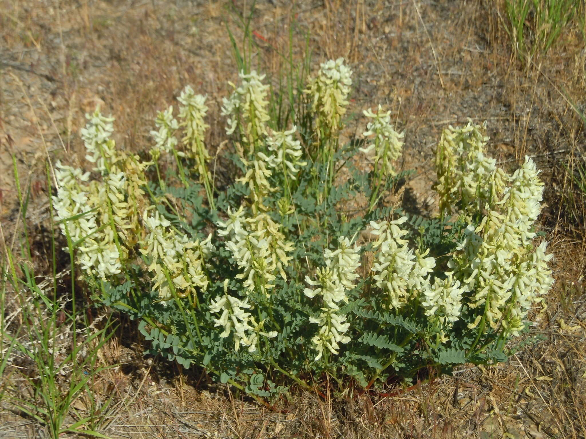 Image of curvepod milkvetch