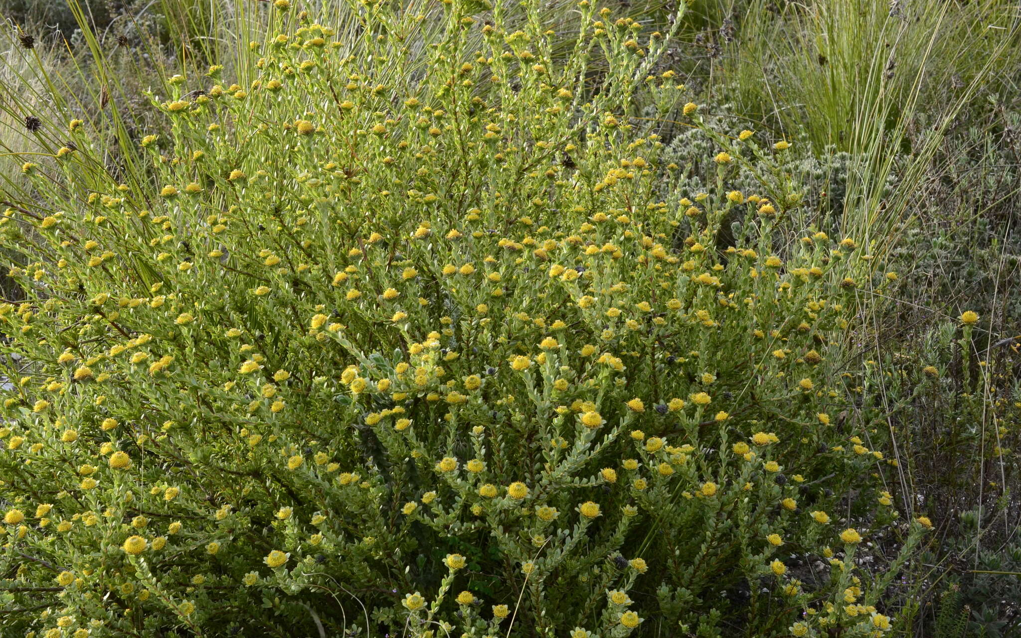 Plancia ëd Leucadendron coriaceum Philipps & Hutchinson