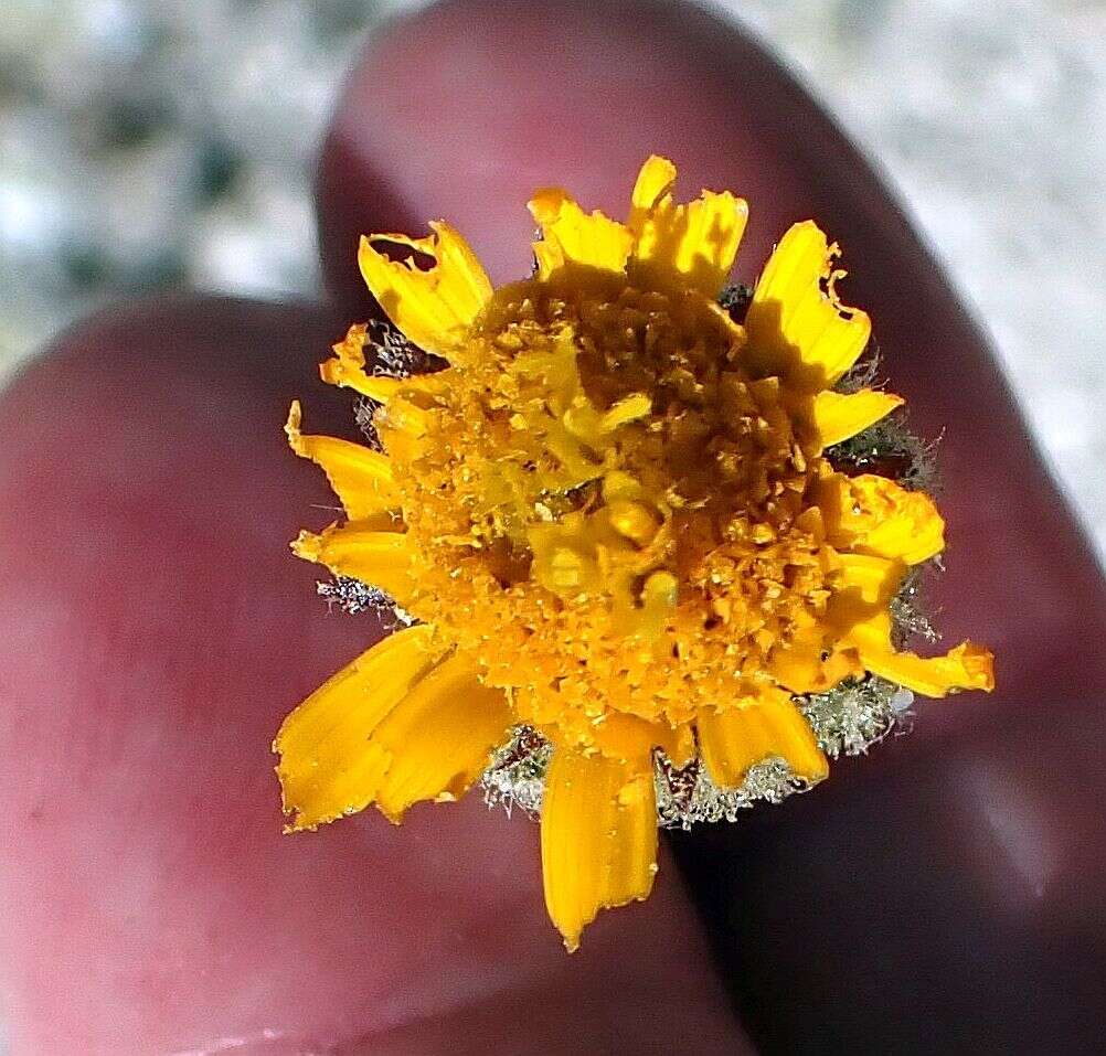 Plancia ëd Hulsea vestita subsp. callicarpha (Hall) Wilken