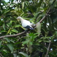 Image of Pied Imperial Pigeon