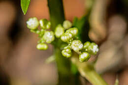 Image of Laportea grossa (E. Mey. ex Wedd.) Chew