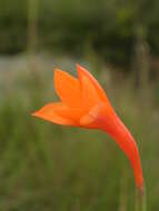 Image of Watsonia bachmannii L. Bolus