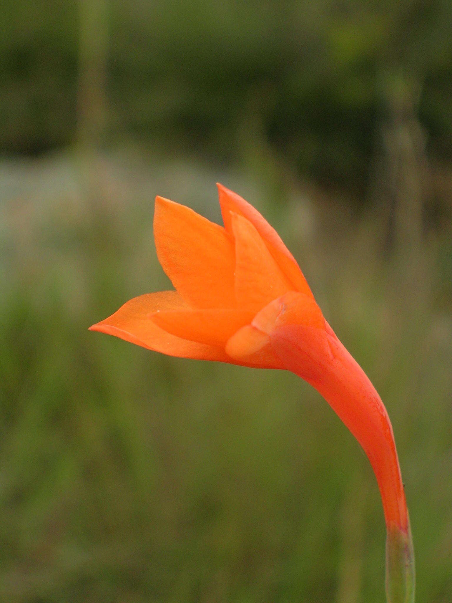 Image of Watsonia bachmannii L. Bolus