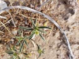 Image of California silverbush