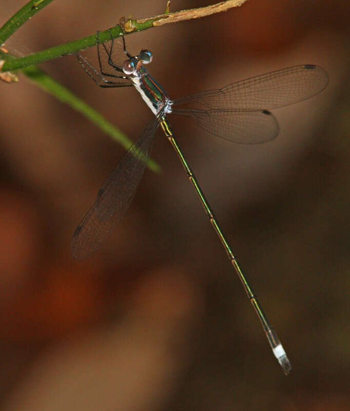 Image of Swamp Spreadwing