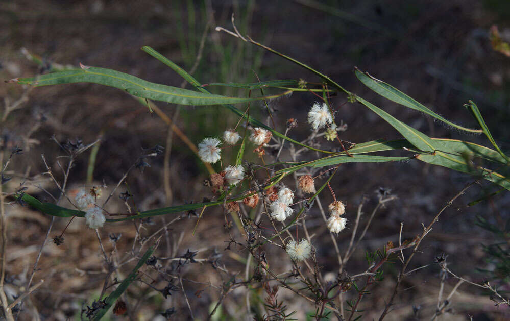 Plancia ëd Acacia willdenowiana H. L. Wendl.