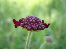 Image of Knautia macedonica Griseb.