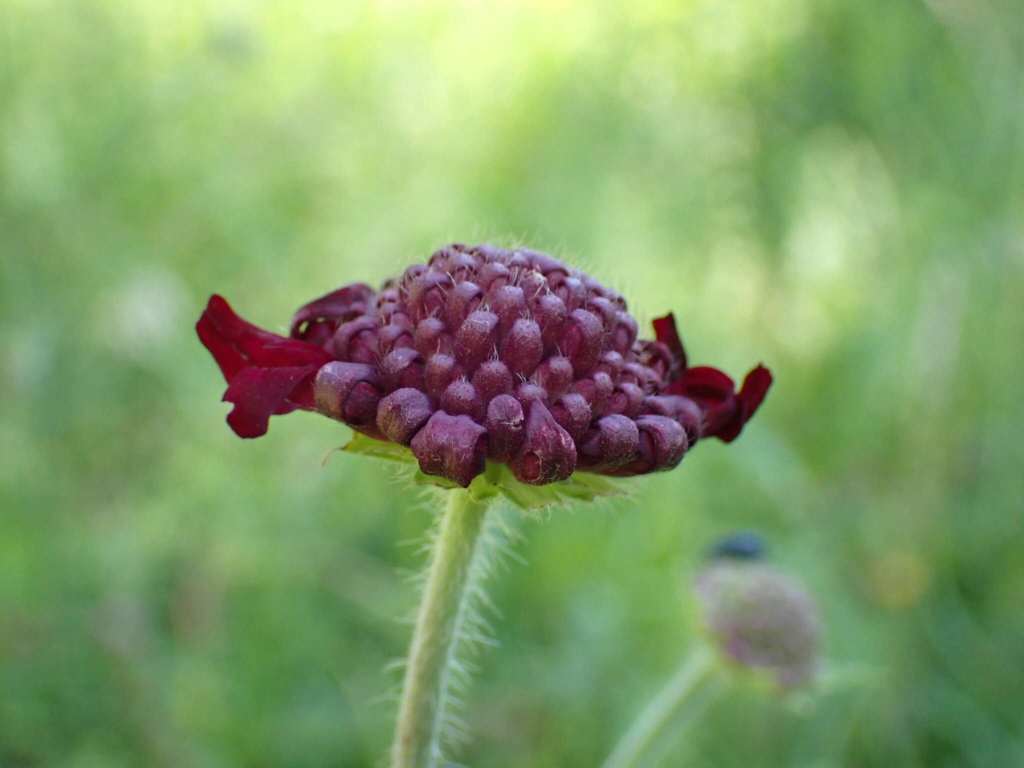 Image of Knautia macedonica Griseb.