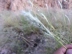 Image of cane bluestem