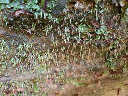 Image of Norway bryoxiphium moss